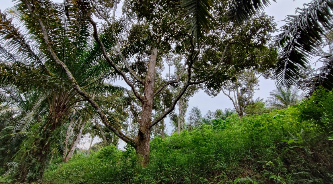 Ejen Hartanah Tanjung Tualang-Tanah Sawit & Durian Untuk Dijual Di RPB Wilayah Sungai Tumbuh Tanjung Tualang Perak-5