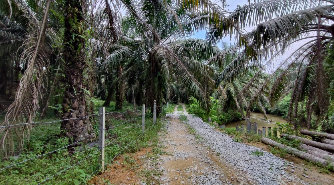 Ejen Hartanah Tanjung Tualang-Tanah Sawit & Durian Untuk Dijual Di RPB Wilayah Sungai Tumbuh Tanjung Tualang Perak-6