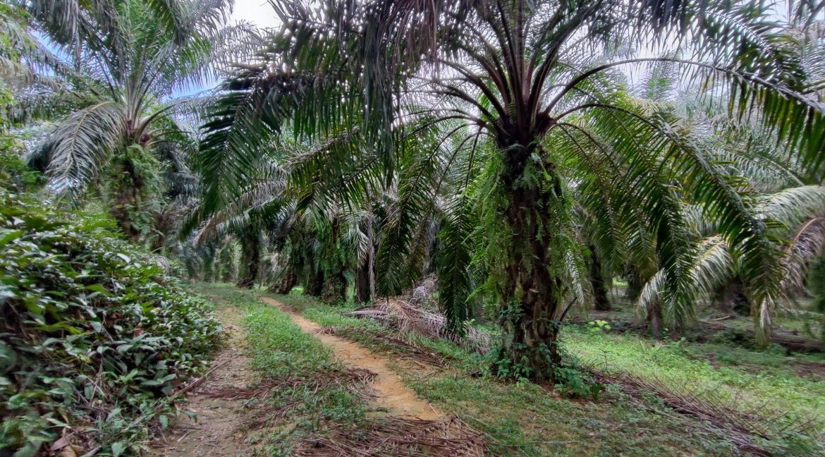 Ejen Hartanah Tanjung Tualang-Tanah Sawit & Durian Untuk Dijual Di RPB Wilayah Sungai Tumbuh Tanjung Tualang Perak-7