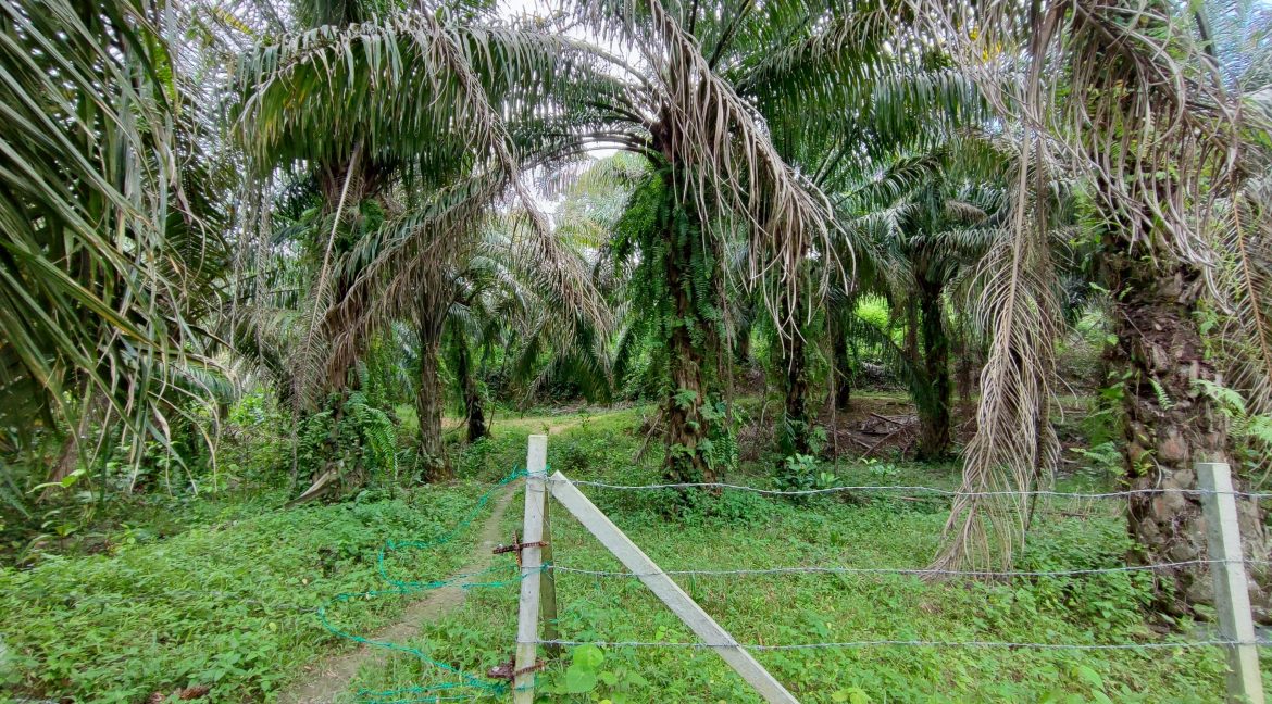 Ejen Hartanah Tanjung Tualang-Tanah Sawit & Durian Untuk Dijual Di RPB Wilayah Sungai Tumbuh Tanjung Tualang Perak-9