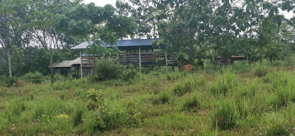 Ejen Hartanah Sungai Siput-Tanah Pertanian Untuk Dijual Di Mukim Pulau Kamiri-24