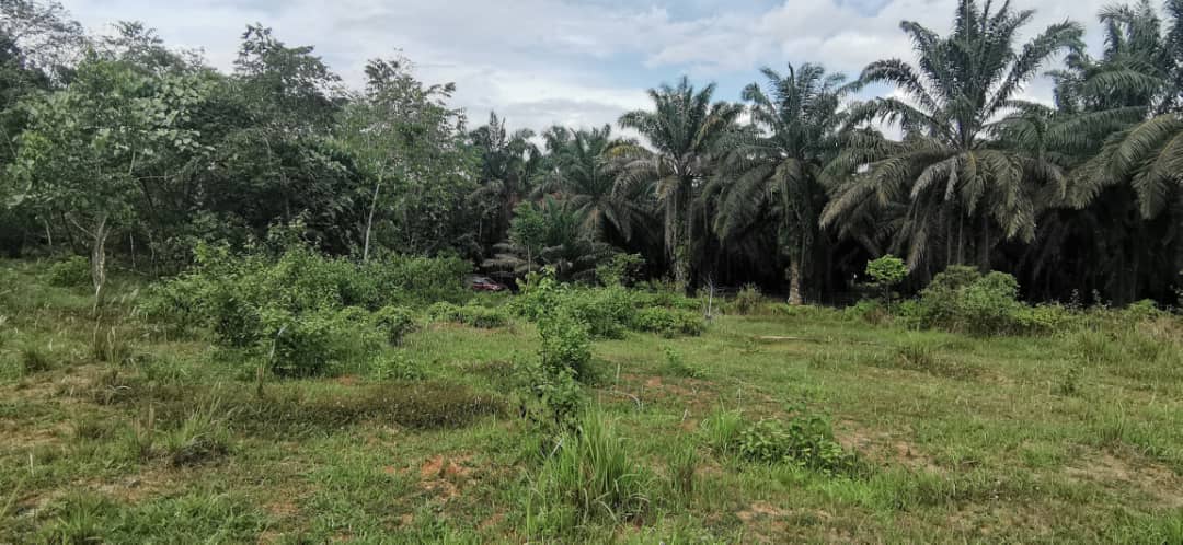 Ejen Hartanah Sungai Siput-Tanah Pertanian Untuk Dijual Di Mukim Pulau Kamiri-26