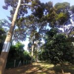 Ejen Hartanah Perak-Tanah Dusun Durian & Rumah Banglo Untuk dijual di Kg Bukit Chupak