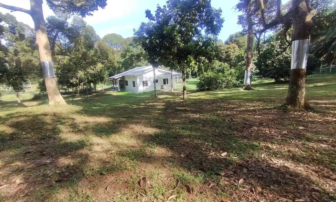 Ejen Hartanah Perak-Tanah Dusun Durian & Rumah Banglo Untuk dijual di Kg Bukit Chupak-23