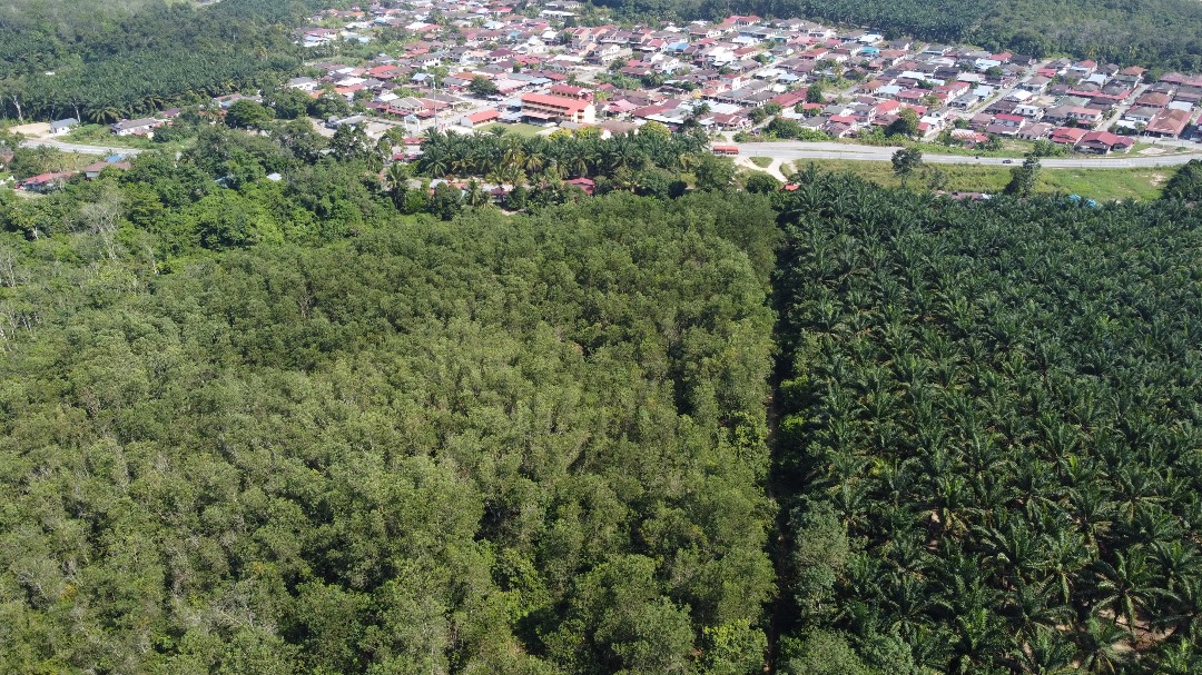 Tanah Pertanian Untuk Di Jual Di Jerlun, Mukim Sayung, Kuala Kangsar Perak (3)