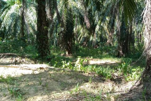 Tanah Sawit Untuk Di Jual Di Mukim Pulau Kamiri, Kuala Kangsar Perak