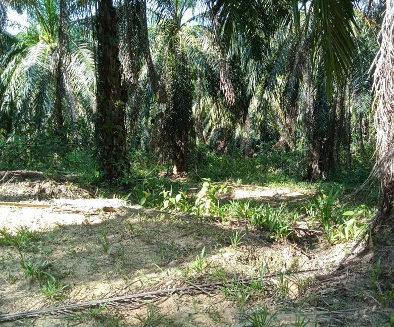 Tanah Sawit Untuk Di Jual Di Mukim Pulau Kamiri, Kuala Kangsar Perak (2)